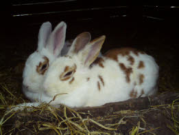 Hasen & Kaninchen